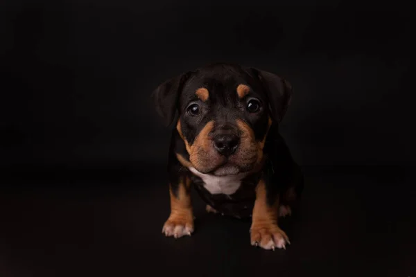 Szczeniak Amerykański Pit Bull Terrier Siedzieć Czarnym Tle Studio — Zdjęcie stockowe