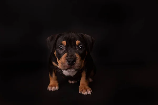 Puppy American Pit Bull Terrier Zitten Zwarte Achtergrond Studio — Stockfoto