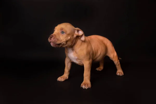 Puppy American Pit Bull Terrier Zitten Zwarte Achtergrond Studio — Stockfoto