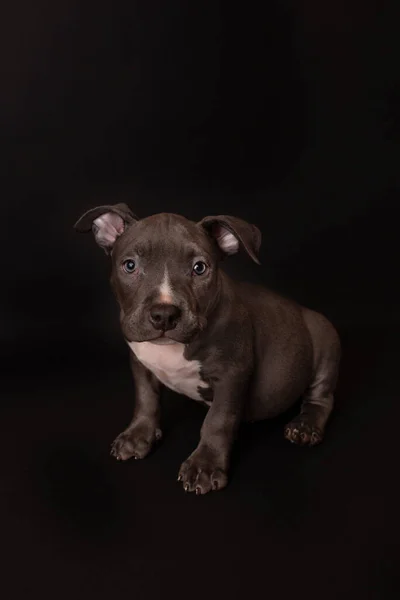 Cachorro American Pit Bull Terrier Sentarse Sobre Fondo Negro Estudio —  Fotos de Stock
