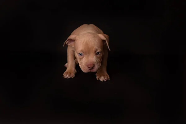 Köpek Yavrusu Amerikan Pitbull Terrier Stüdyoda Siyah Arka Planda Oturuyor — Stok fotoğraf
