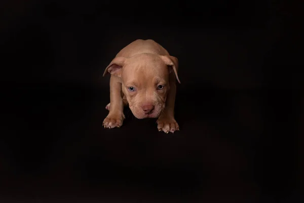 Puppy American Pit Bull Terrier Κάθονται Μαύρο Φόντο Στο Στούντιο — Φωτογραφία Αρχείου