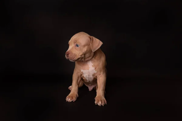 Puppy American Pit Bull Terrier Assis Sur Fond Noir Studio — Photo