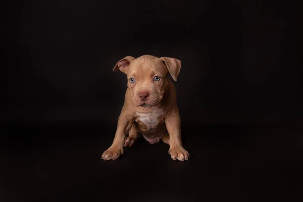 Štěně Americký Pitbull Teriér Sedět Černém Pozadí Studiu — Stock fotografie