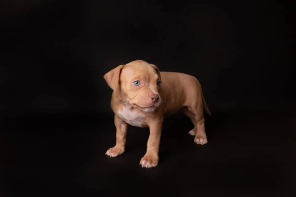 Szczeniak Amerykański Pit Bull Terrier Siedzieć Czarnym Tle Studio — Zdjęcie stockowe