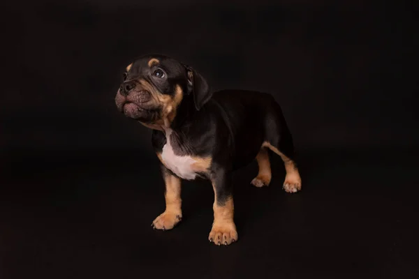 Szczeniak Amerykański Pit Bull Terrier Siedzieć Czarnym Tle Studio — Zdjęcie stockowe