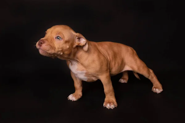 Puppy American Pit Bull Terrier Seduta Sfondo Nero Studio — Foto Stock