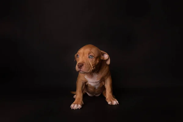 Puppy American Pit Bull Terrier Zitten Zwarte Achtergrond Studio — Stockfoto