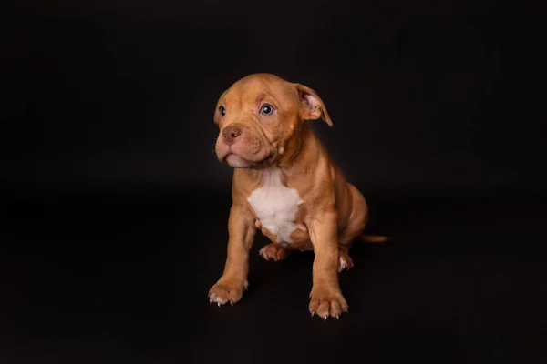 Puppy American Pit Bull Terrier Seduta Sfondo Nero Studio — Foto Stock