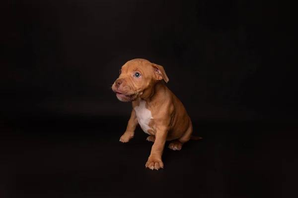 Puppy American Pit Bull Terrier Zitten Zwarte Achtergrond Studio — Stockfoto