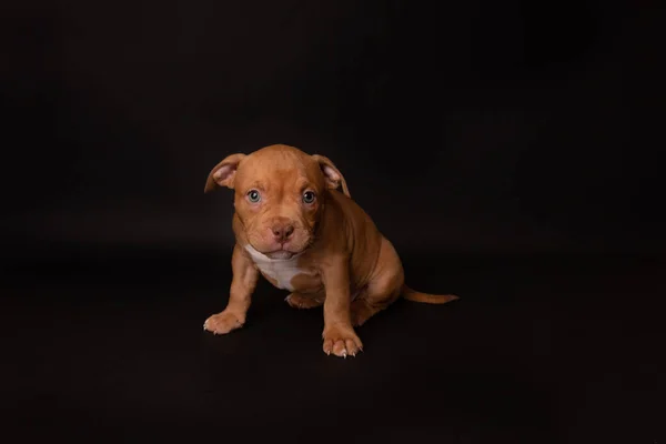 Puppy American Pit Bull Terrier Seduta Sfondo Nero Studio — Foto Stock