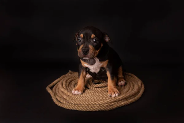 Puppy American Pit Bull Terrier Zitten Een Jute Koord Zwarte — Stockfoto
