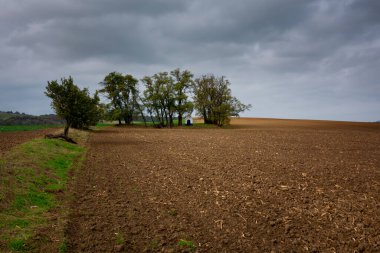 Tarlalarda bir korulukta duran bir tapınak.