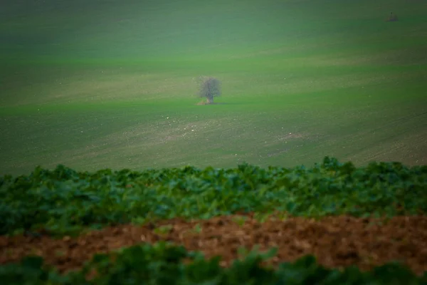 一棵孤零零的树屹立在摩拉维亚的田野里 — 图库照片