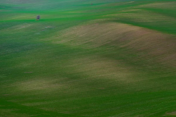 Uma Árvore Solitária Nos Campos Morávia Outono — Fotografia de Stock