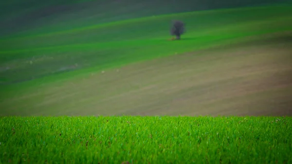 Ein Einsamer Baum Steht Auf Den Herbstlichen Mährischen Feldern — Stockfoto