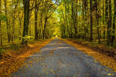 Güzel aydınlatılmış sonbahar yolu Moravya 'daki ormanda bir sürü yaprak var.