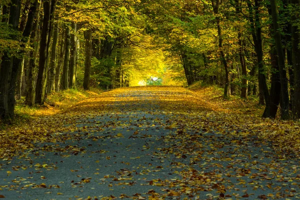 Красиво Освещенная Осенняя Дорога Большим Количеством Листьев Через Лес Моравии — стоковое фото