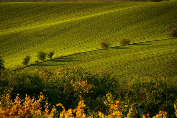 Ein Wunderschöner Morgen Auf Den Mährischen Feldern Herbst Schöne Farben — Stockfoto