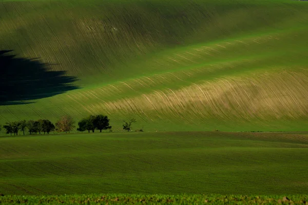 Beau Tsunami Vert Dans Les Champs Moraves — Photo