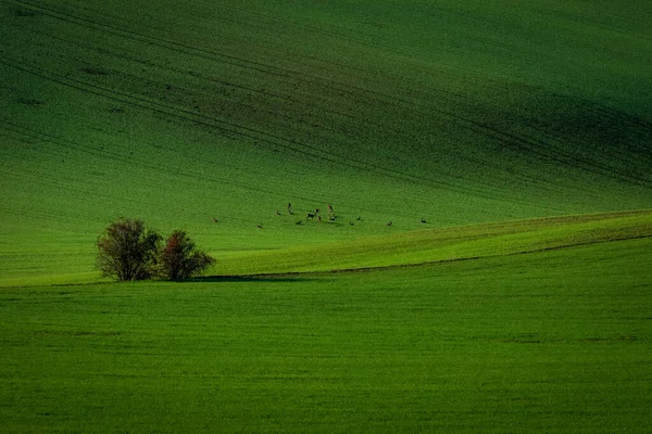 Herten Groene Tsjechische Moravische Velden — Stockfoto