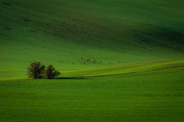 Ciervo Los Verdes Campos Checos Moravia — Foto de Stock