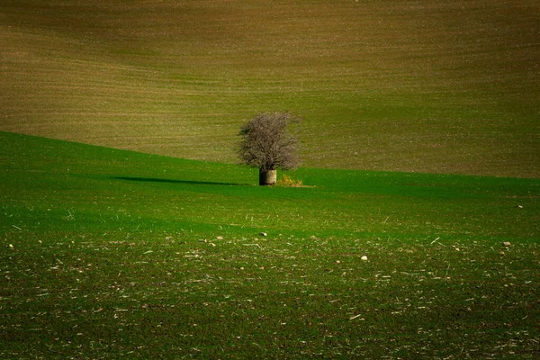 Samotne Drzewo Stojące Środku Pięknie Pofałdowanych Morawskich Pól — Zdjęcie stockowe