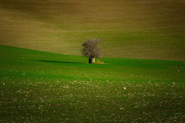 Een Eenzame Boom Midden Prachtig Golvende Moravische Velden — Stockfoto