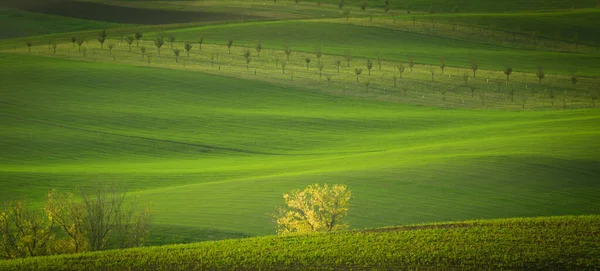 Sonbaharın Muhteşem Manzaraları Altın Saatinde Moravya Tarlaları — Stok fotoğraf