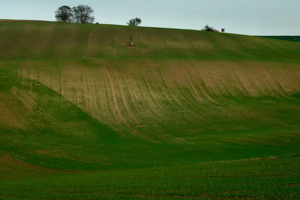 Árbol Solitario Medio Campos Moravia Bellamente Ondulados —  Fotos de Stock