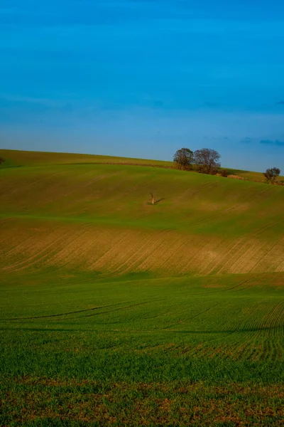 Wonderful Landscapes Autumn Moravian Fields Golden Hour — Stock Photo, Image