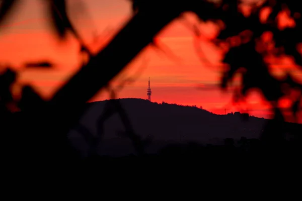 Orange Himmel Solnedgång Bakom Siluettbladen Trädet Gren Sol Bakom Bladen — Stockfoto