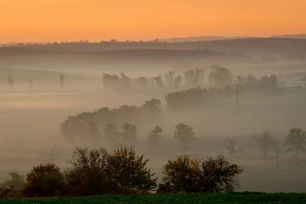 Красивые Моравские Поля Аллеями Деревьев Окутанными Утренним Туманом — стоковое фото