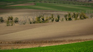 Moravya tarlaları arasında eski, ölü ağaçlar bulvarı