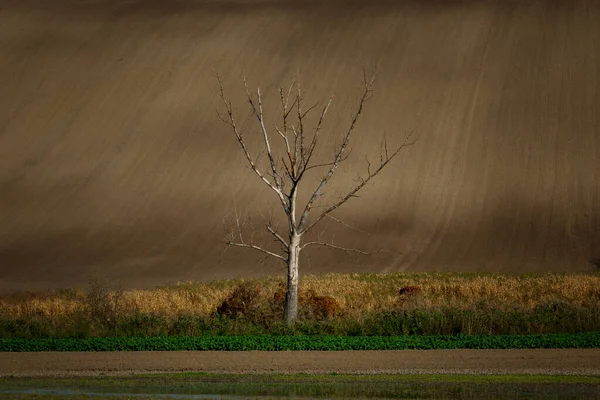 Ένα Μοναχικό Δέντρο Στη Μέση Των Όμορφα Κυματισμένων Λιβαδιών Της — Φωτογραφία Αρχείου