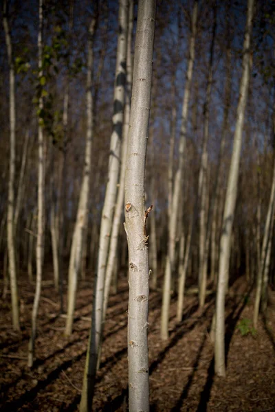 Eine Mauer Aus Geraden Laubbäumen Waldrand — Stockfoto