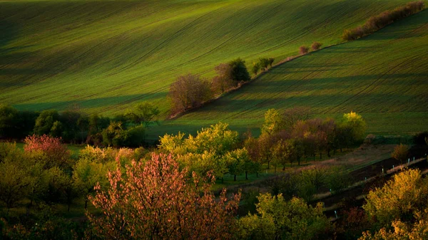 秋天的一个美妙的早晨 在摩拉维亚的田野里 美丽的色彩 — 图库照片
