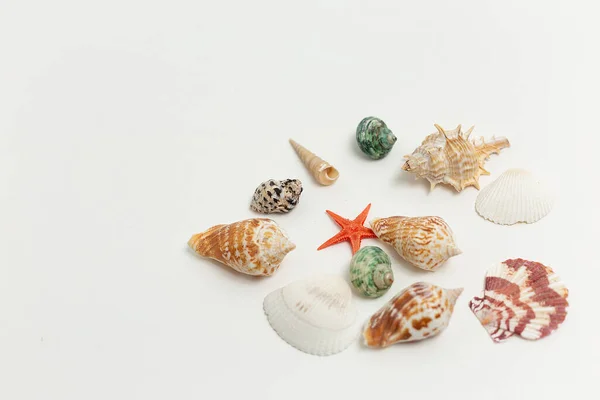 Renkli deniz kabukları beyaz arka plana rastgele dağılmış. yaz tatili