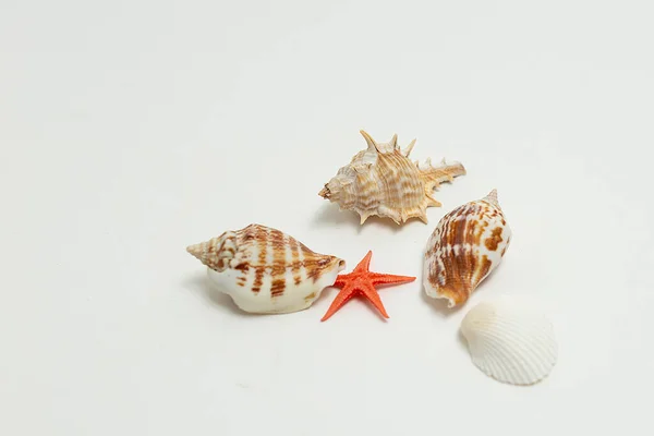 Colorful sea shells randomly scattered on white background. summer vacation — Stock Photo, Image