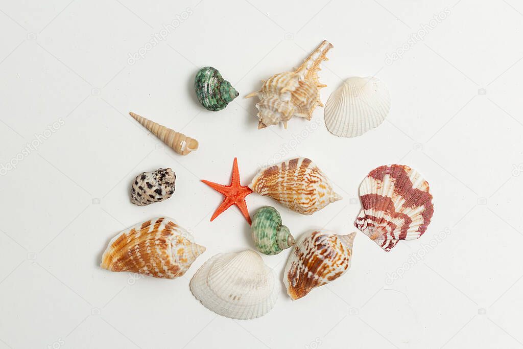 colorful sea shells randomly scattered on white background. summer vacation