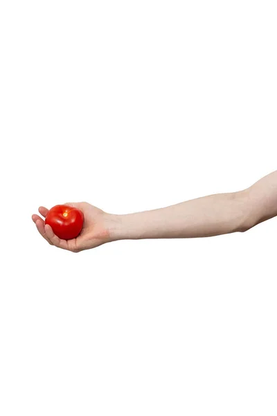 Tomate Fresco Rojo Sostenido Mano Aislado Sobre Fondo Blanco Hombre — Foto de Stock