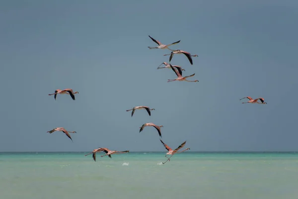 Holbox Karibische Insel Mexiko Heimat Einer Reichen Vogelwelt Auch Teil — Stockfoto
