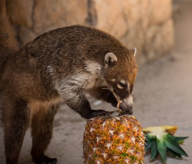 Tatlı Coati ananas yiyor..