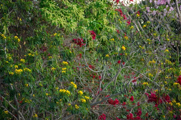 Närbild Den Vackra Tropiska Vegetationen Akumal Mexiko — Stockfoto