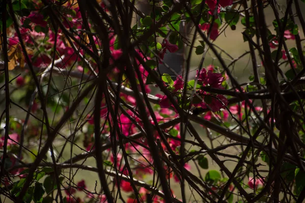 Bougainvilleen Blumen Aus Dem Schatten Von Der Anderen Seite Der — Stockfoto