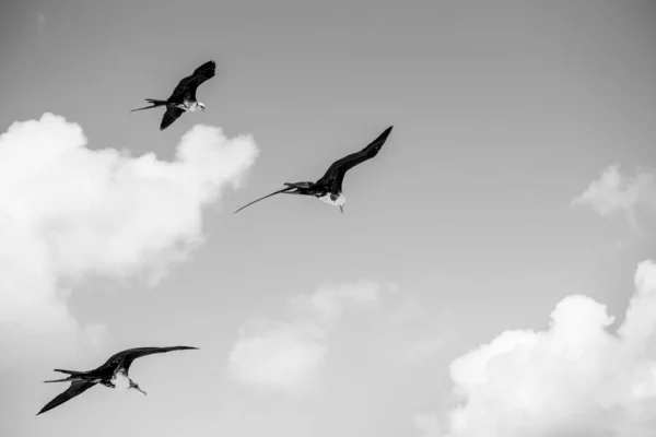 Aves Voando Aguascalientes México — Fotografia de Stock