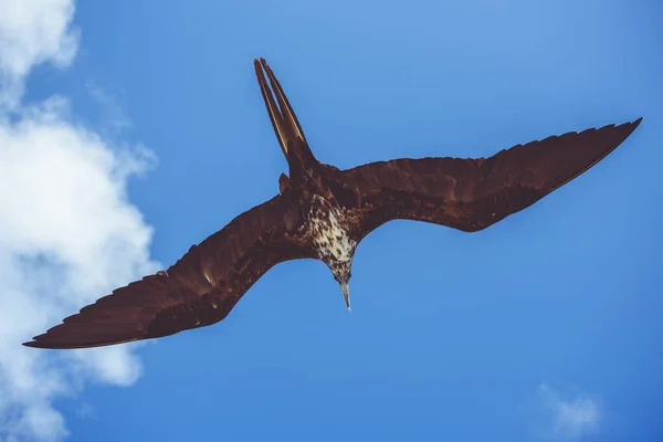 Pássaro Voando Aguascalientes México — Fotografia de Stock