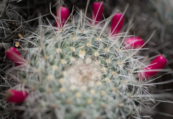 Részlet Gerinc Egy Kaktusz Közelről — Stock Fotó