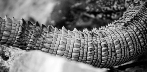 Iguana Ctenosaura Pectinata Sitting Stone — Stock Photo, Image