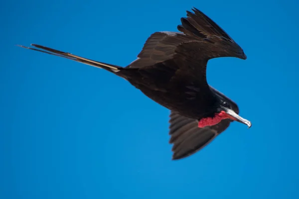 Vogel Vliegen Tulum Riviera Maya Mexico — Stockfoto